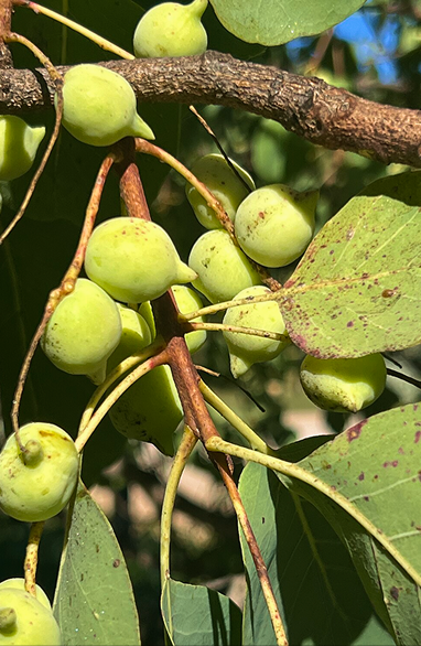 Kakadu Plum