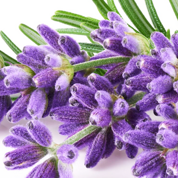 Lavender Oil