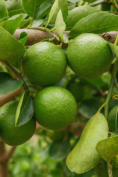 Lime Peel 