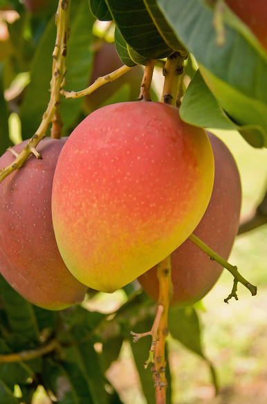 Mango 