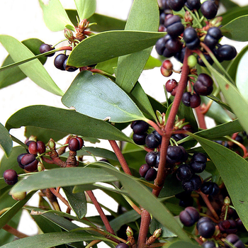 Mountain Pepper Berry Extract