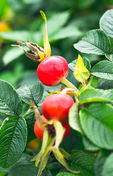  Rose Hip