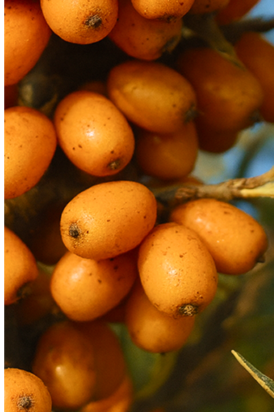 Seabuckthorn