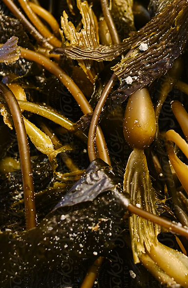 Seaweed