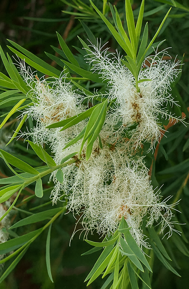 Tea Tree 
