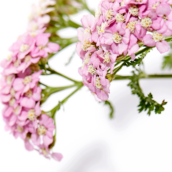 Yarrow