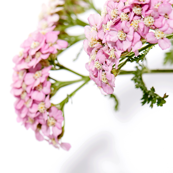 Yarrow