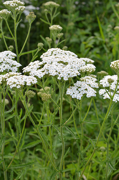 Yarrow