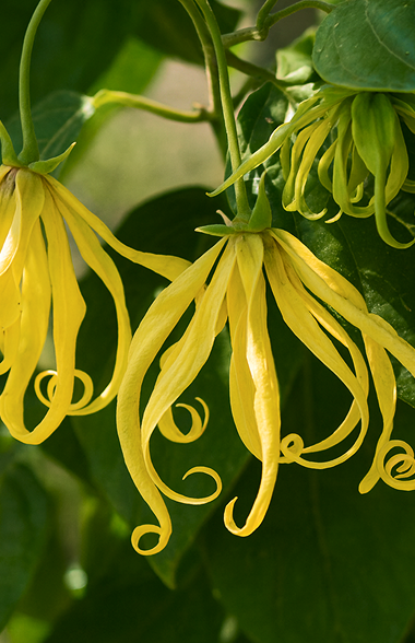 Ylang Ylang