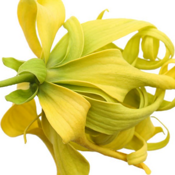 Ylang Ylang